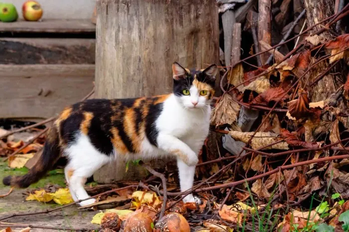 GATINHA MALHADA