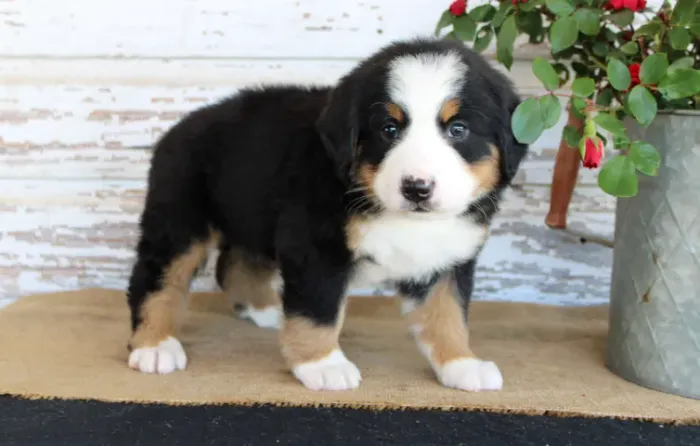 Bernese Mountain Dog,Bernese Mountain Dog Filhote Top Padrão da Raça