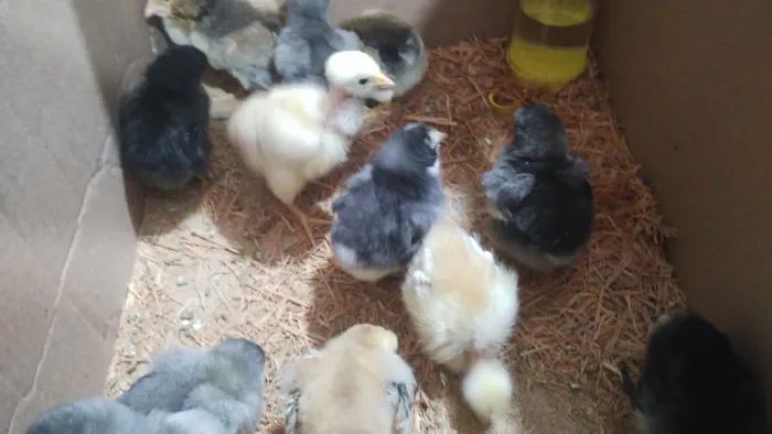 Pintinhos comuns 