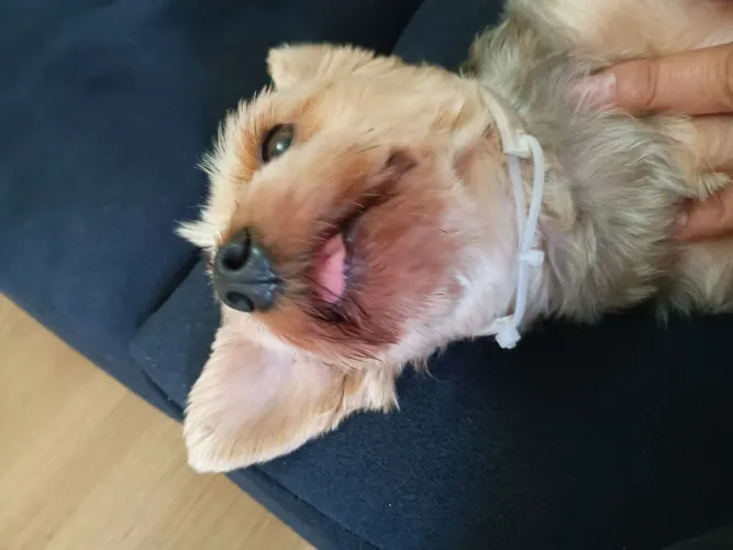 Cachorro 