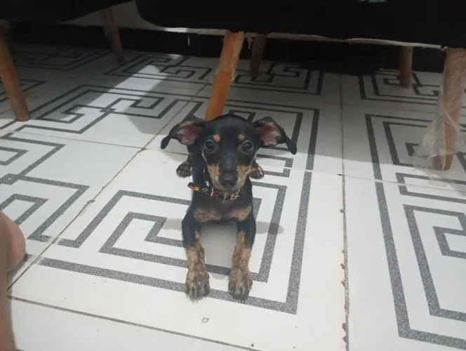 Vendo esse lindo Pincher