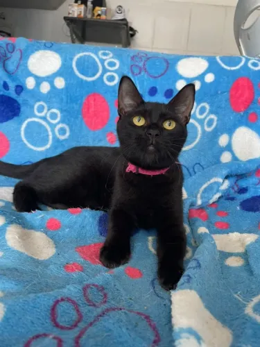 Gata fêmea 4 meses Preta adoção
