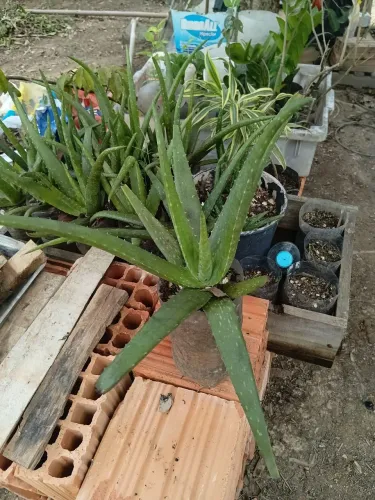 ? Aloe Vera (Babosa): A Farmácia Viva que Falta na sua Casa! ?