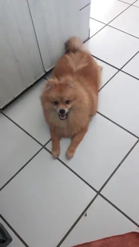 Lulu procura namorada