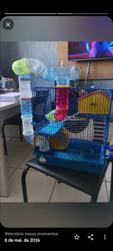 Casinhas de hamster