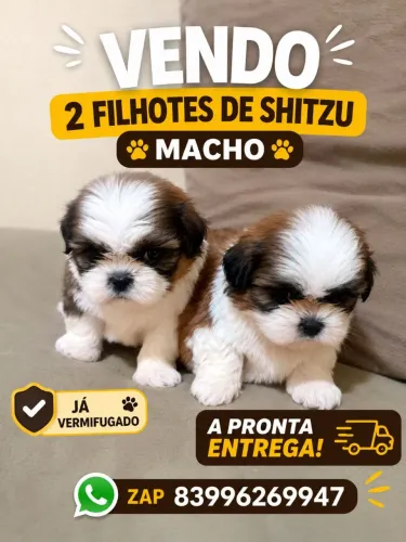 Filhotes de Shitzu disponíveis a pronta entrega já  vermifugado no precinho