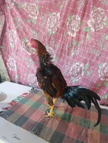 Galos genética gladiador !