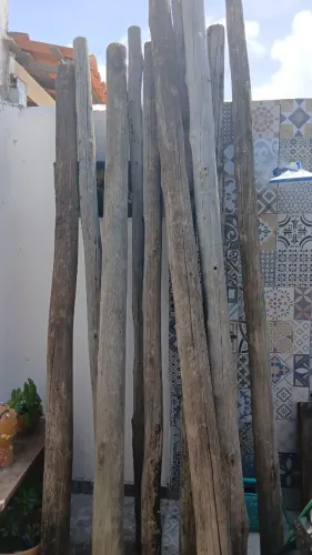 Pau eucalipto 