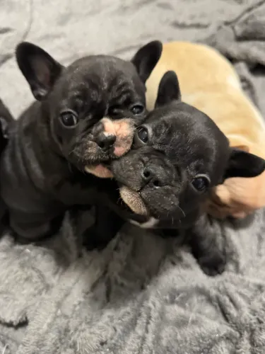 Bulldog francês 
