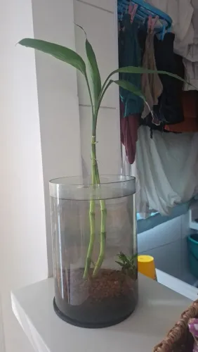 Aquário vaso bambu