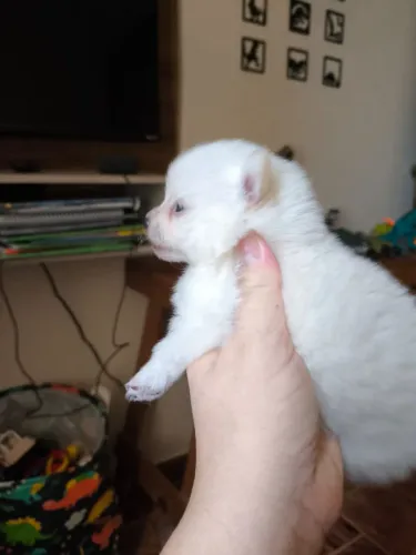 Lulu da Pomerania Anão Branco Minúsculo