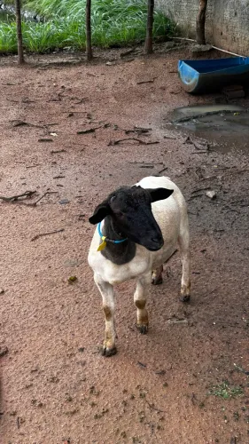 Vendo borrego dorper