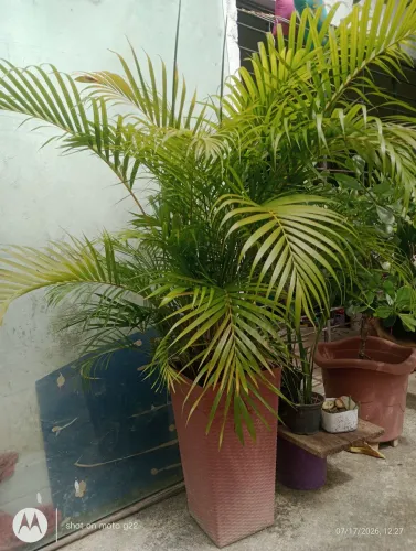 Palmeira com vaso