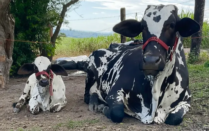 VACA NELORE PINTADO COM BEZERRA NO PÉ
