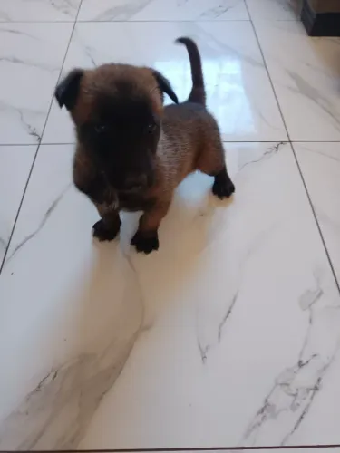 Filhote macho Pastor Belga Malinois 