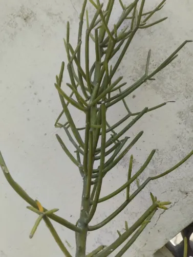 Vaso planta Avelós