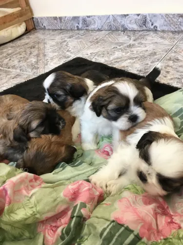 Filhotes De ShihTzu - Uma Explosão De Momentos Estão Prestes A Acontecer
