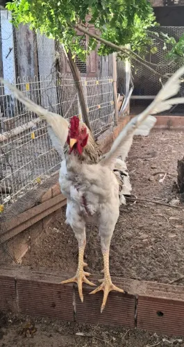 GALO ÍNDIO GIGANTE MESTIÇO
