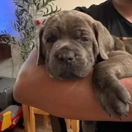 Cane Corso,Cane Corso Filhote Vacinado e Vermifugado
