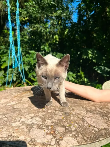 Doação de Gatinhos Machos