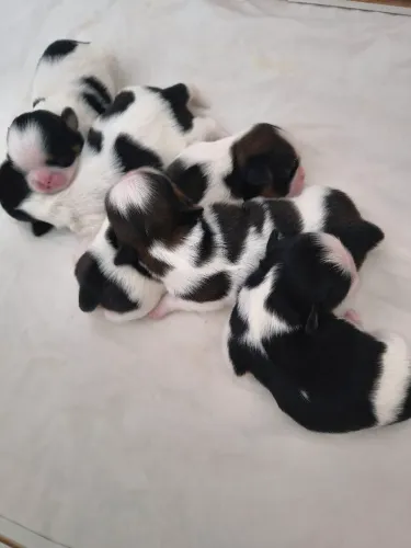 Filhotes de Shih Tzu Micro legítimos