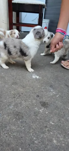 Filhotes de Boder Collie