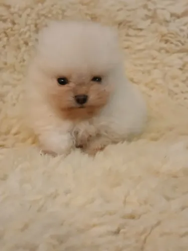Spitz Alemão (Pomeranian)
