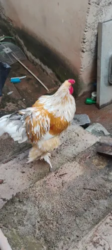 Vendo galo