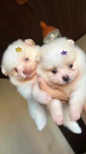 Spitz alemão Filhotes