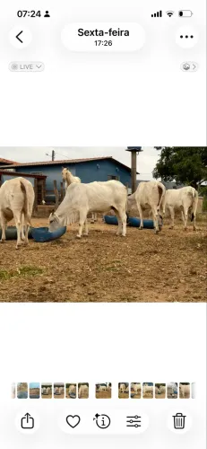 4 vacas Nelore gordas para abate