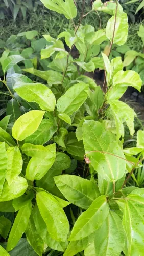 Vendo mudas de manga rosa e da espada