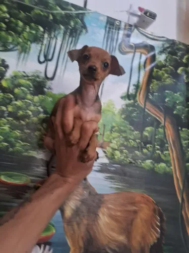 Pinscher numero 0 femea 600