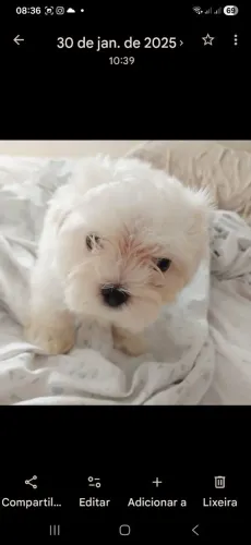 Maltês Macho Micro