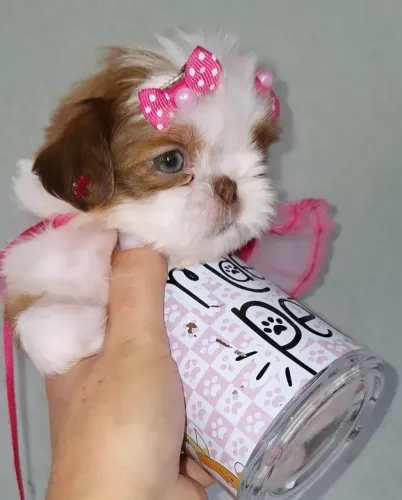 Shih tzu femea micro