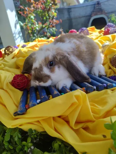 Coelho mini Lop disponível