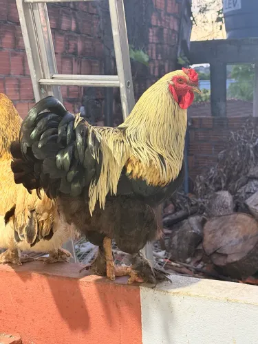 Galo Brahma 