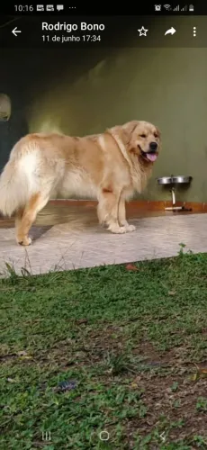 Golden retriver magnificos temos machos e femeas 