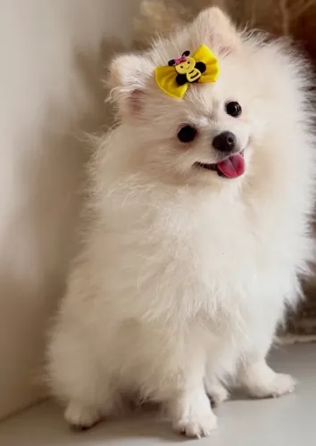Femea de lulu da Pomerania Branca 5 meses