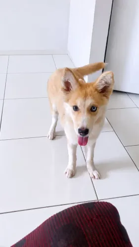 Husky Siberiano Filhote
