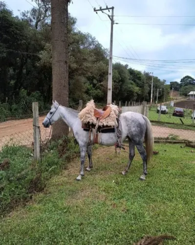Vendo ou troco por outro animal