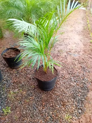 Palmeira areca bambu