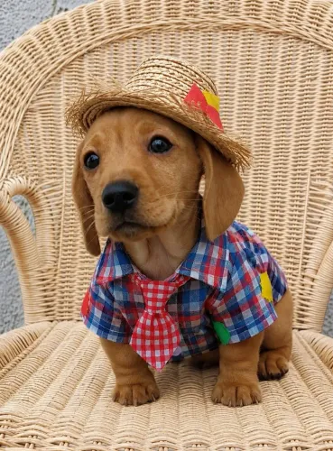 Daschund menino lindo 