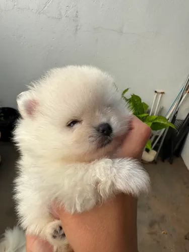 Spitz alemão 