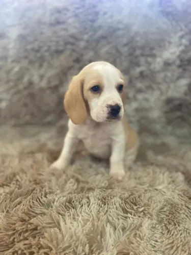 Filhote Beagle, Prepare-se para ser recebido todos os dias com alegria!