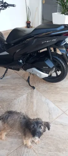 PCX honda