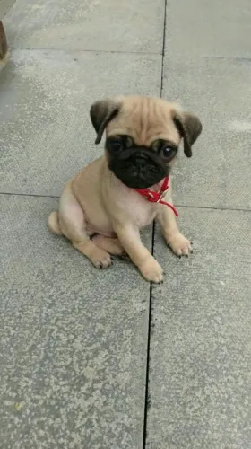 Filhotes de Pug | Filhotes que conquistam no primeiro olhar.