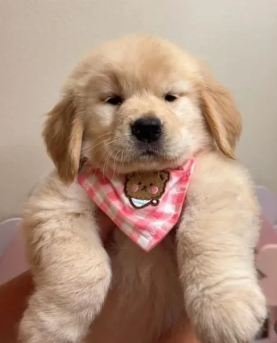 Filhote Golden Retriever, alto risco de se apaixonar por essas fofurinhas!