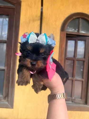 Fêmea Yorkshire terrier pura