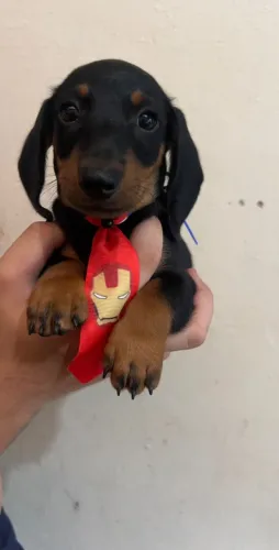 Cachorro Salsicha Mini - Últimas Unidades