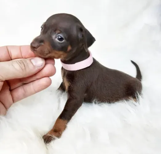 Pinscher miniatura fêmea chocolate- Filhotes com garantia- Parcelamos em até 12x sem juros